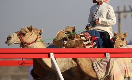 Camel racing dash: photograph by Lintophilip (User)