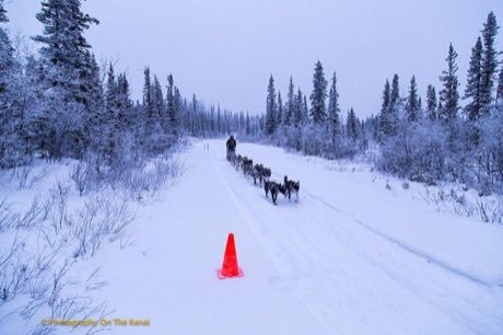 Sled dog race: photograph by U.S. Department of Agriculture