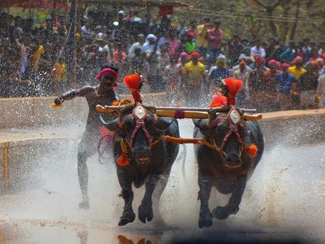 Kambala: photograph by Sajith mv parappally