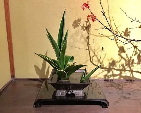 Ikebana: photograph by Gryffindor