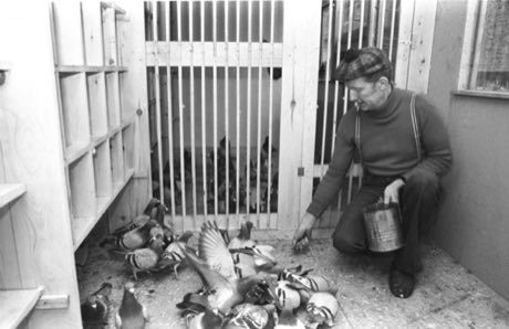 Racing Pigeon Loft: photograph by Reinhard Kaufhold