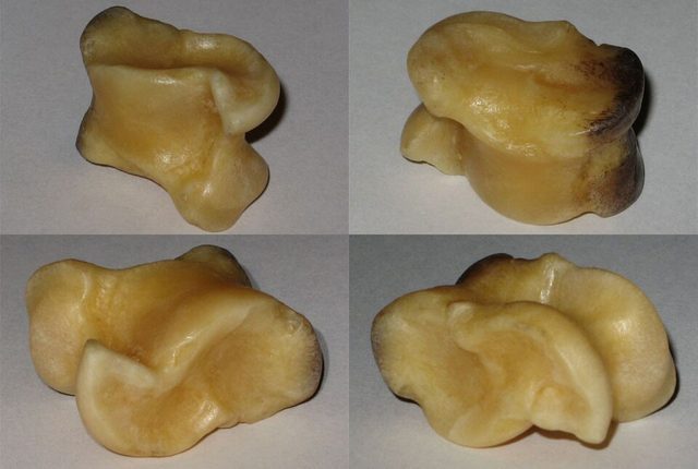 Knucklebone game: photograph by User:Yaan