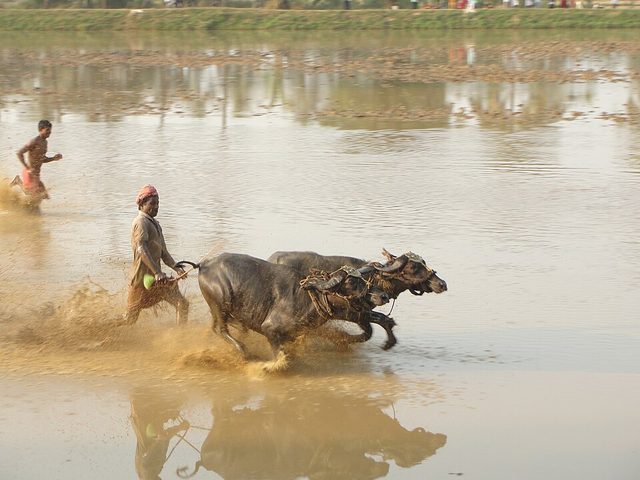 Buffalo race: photograph by Rayabhari