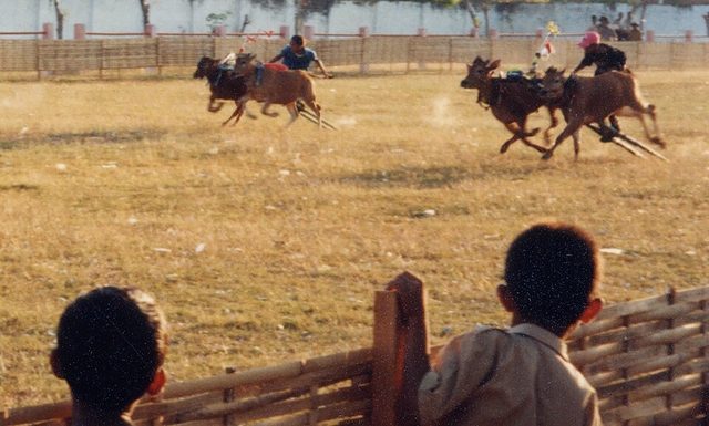 Madura bull racing: photograph by No machine-readable author provided. Bennylin assumed (based on copyright claims).