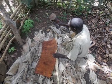 Buganda barkcloth making: photograph by Joyce Nanjobe Kawooya joycenanjobekawooya@gmail.com