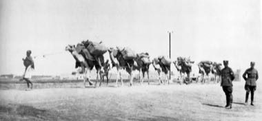 Horn of Africa camel caravan: photograph by CZ: František Vopat (* 1. dubna 1877 Černíkovice okres Kralovice – 1945) – dělos