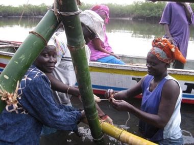 Gambian Oyster Harvest: photograph by Fajola