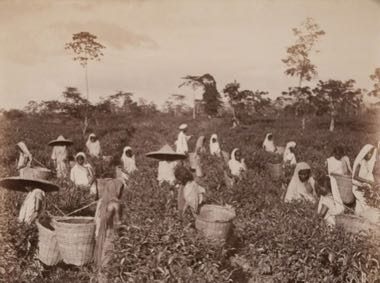 Hill-country tea plucking: photograph by Museum of Photographic Arts Collections