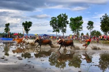 Pacu jawi: photograph by Deni Dahniel