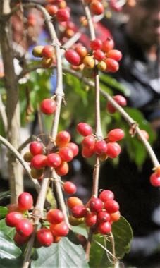 Timorese coffee cherry harvest and sort: photograph by GAB MEMAP, Ministro de Estado e Ministro da Agricultura e Pescas