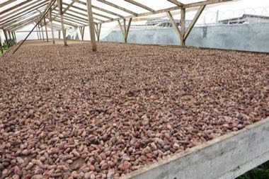 São Tomé cocoa and chocolate maker: photograph by Ji-Elle