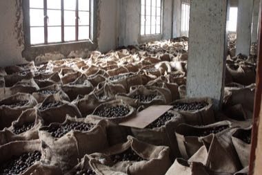 Grenada Nutmeg Grading: photograph by Paul Harrison