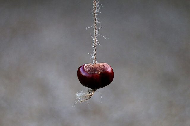 Conkers: photograph by Kevin Doncaster
