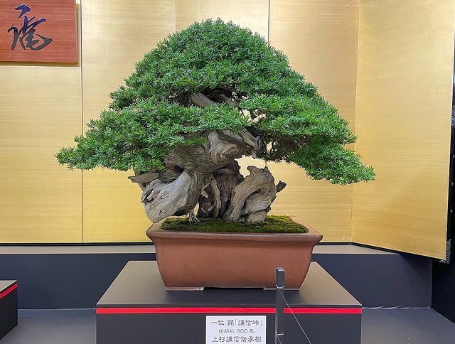 Bonsai: photograph by Order of the Rose (薔薇騎士団)